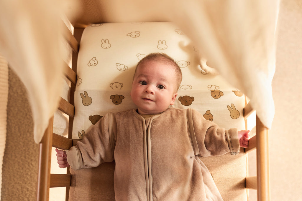 Čiulptuko skarelė, įvairiaspalvis